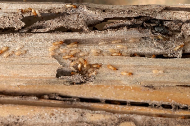 Best Affordable Exterminators  in Frackville, PA