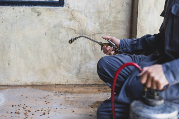 Best Termite Control Services  in Frackville, PA